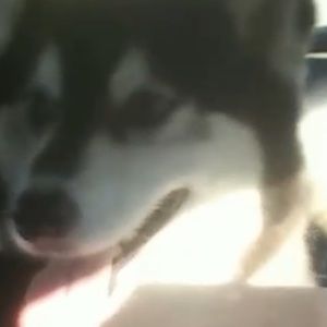 Meet your Posher, Riley